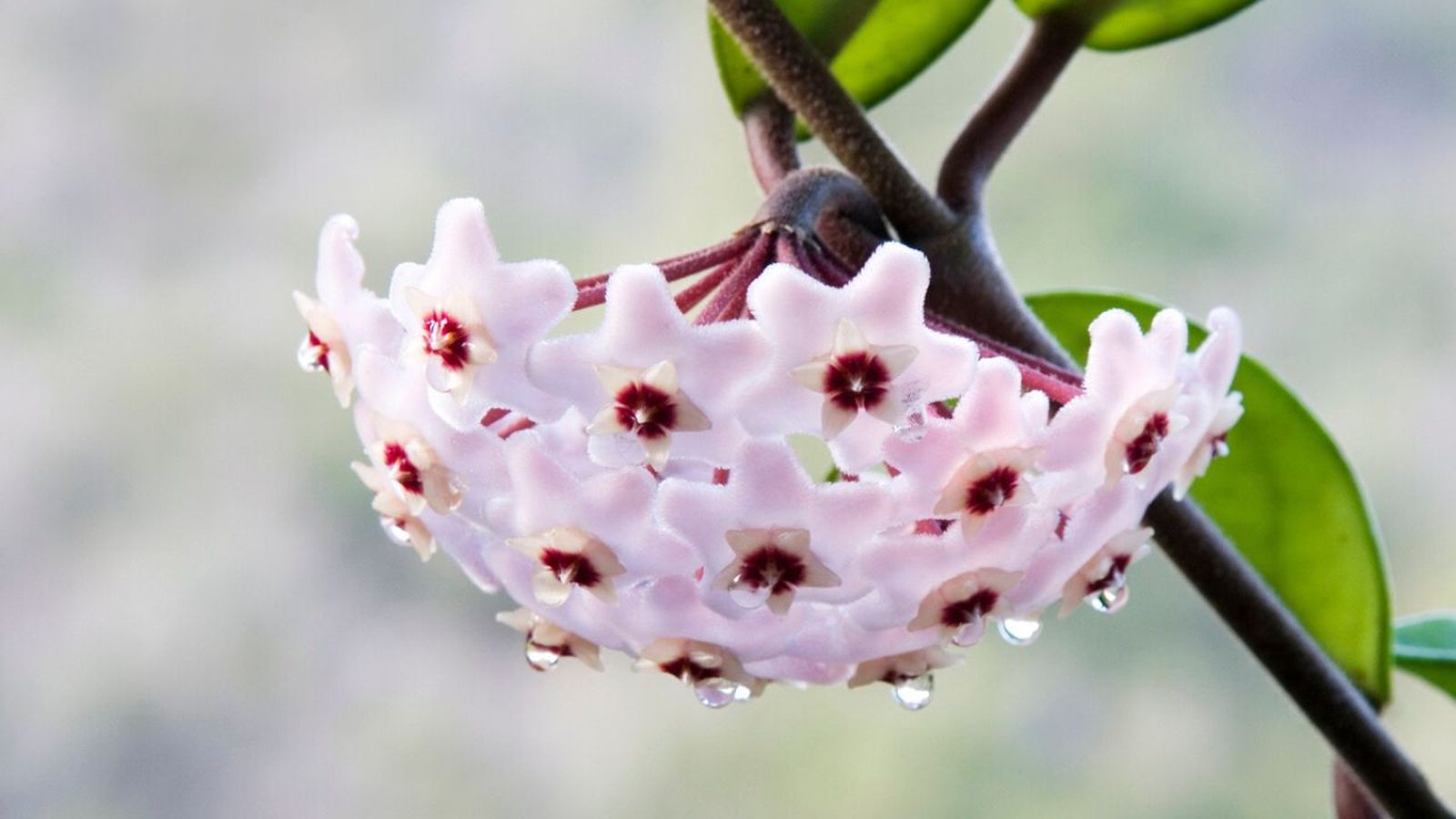 flor de cera en maceta