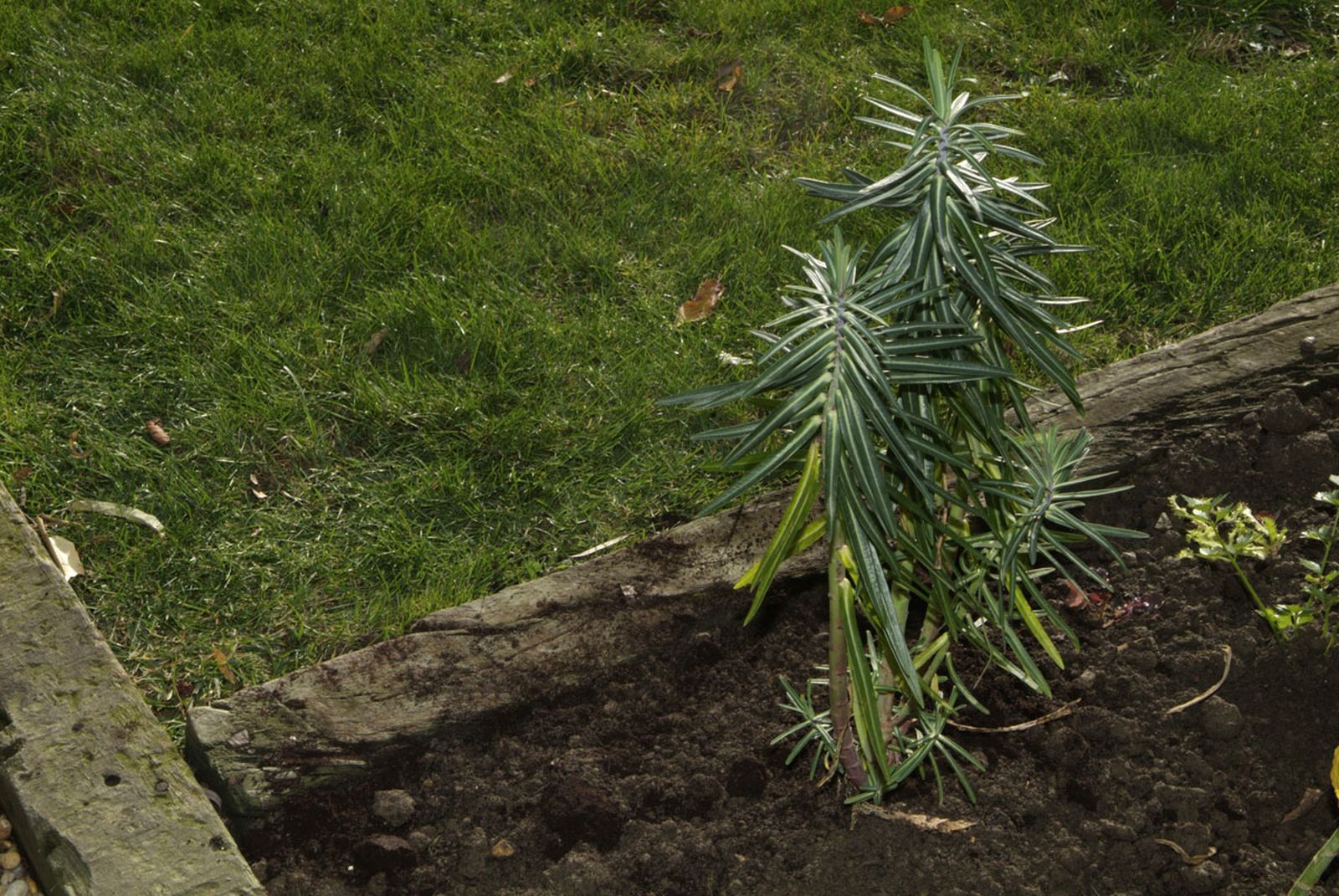 Planta para evitar topos paso 6