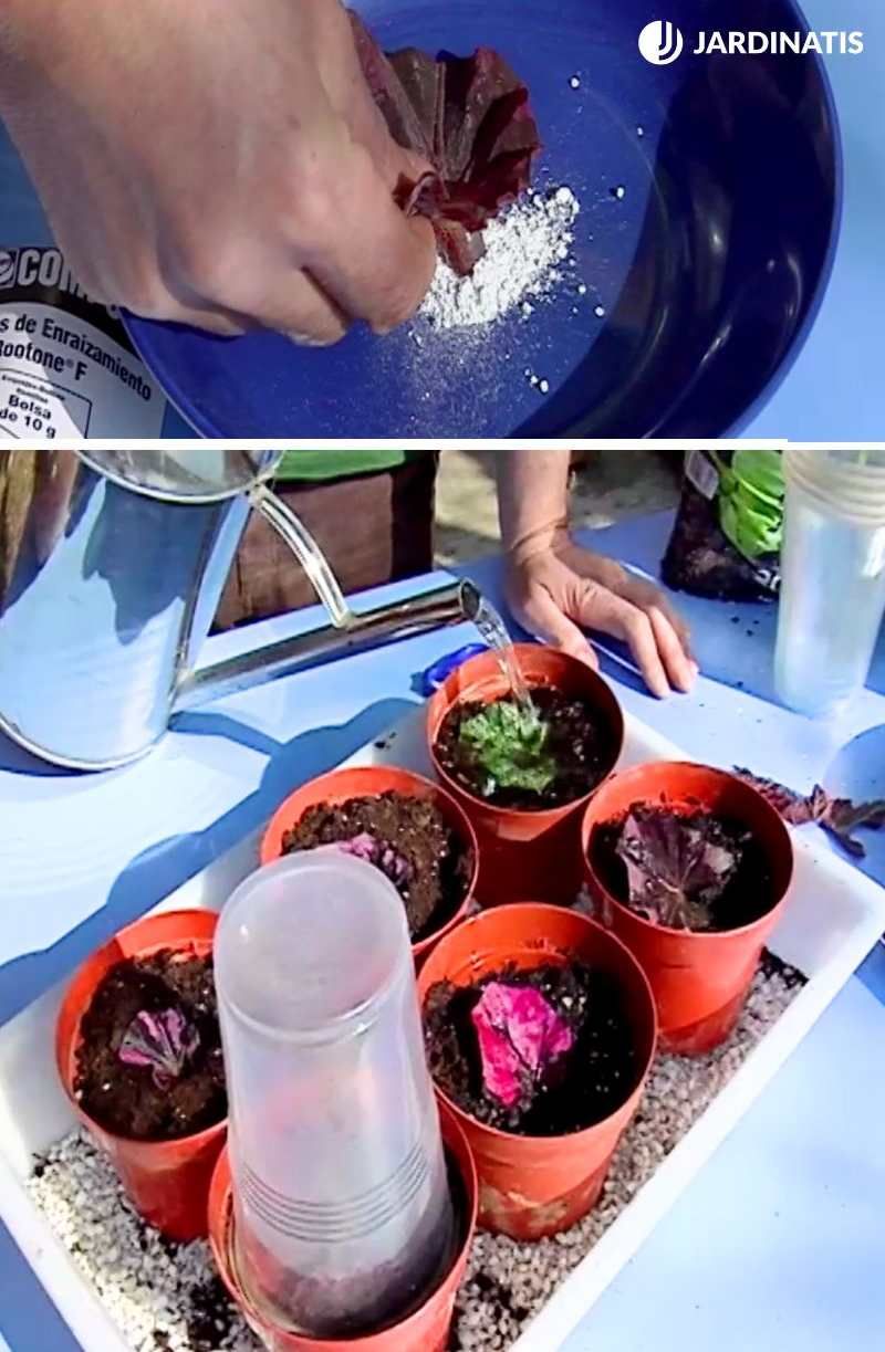 Hormona de enraizamiento en esquejes de hoja de Begonia rex