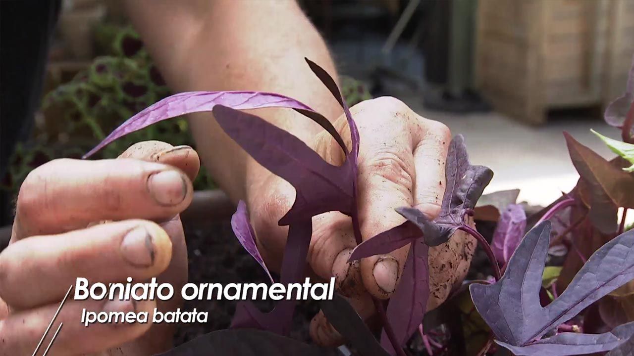 brico jardin 1040 composicion floral granate salvias boniato