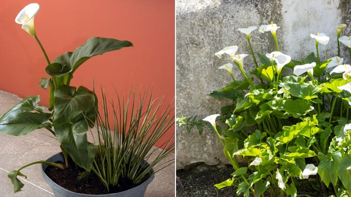 cala lirio de agua maceta y plantado en jardin jardinatis