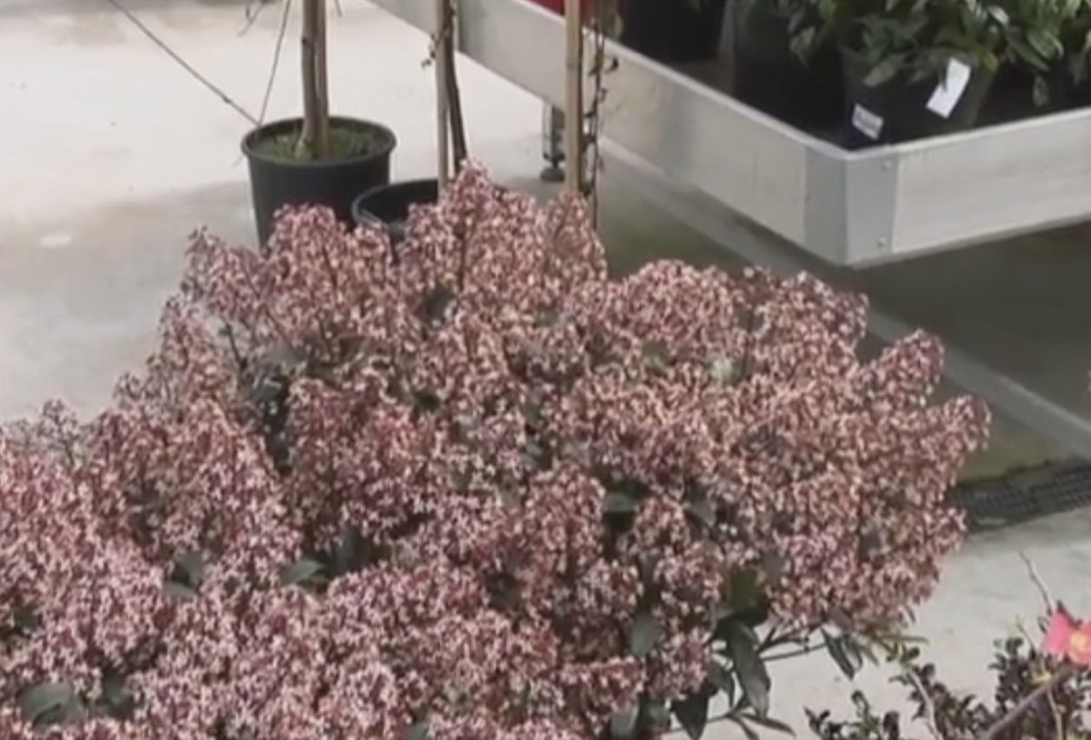 3 arbustos para principios de primavera   Esquimia japonica