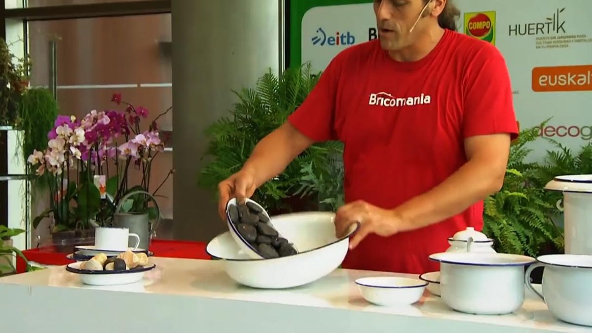 como cultivar helechos en casa recipiente piedras