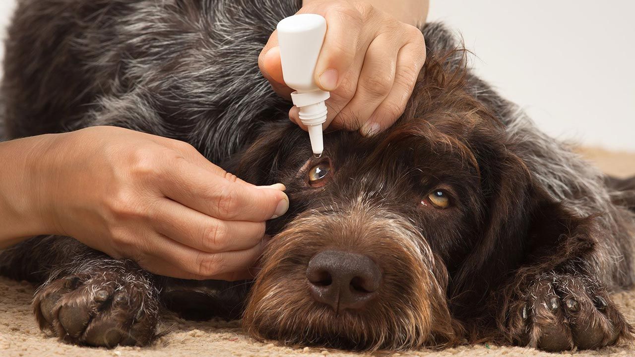 como limpiar los ojos quitar leganas perro