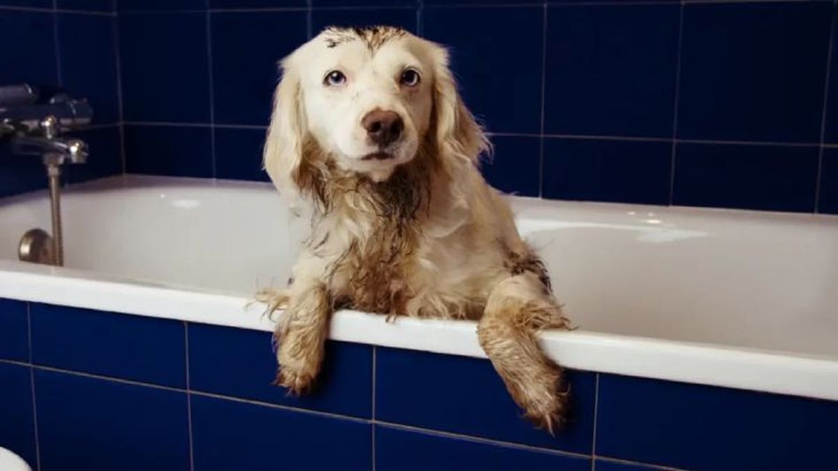 cada cuanto se bana a un perro 1