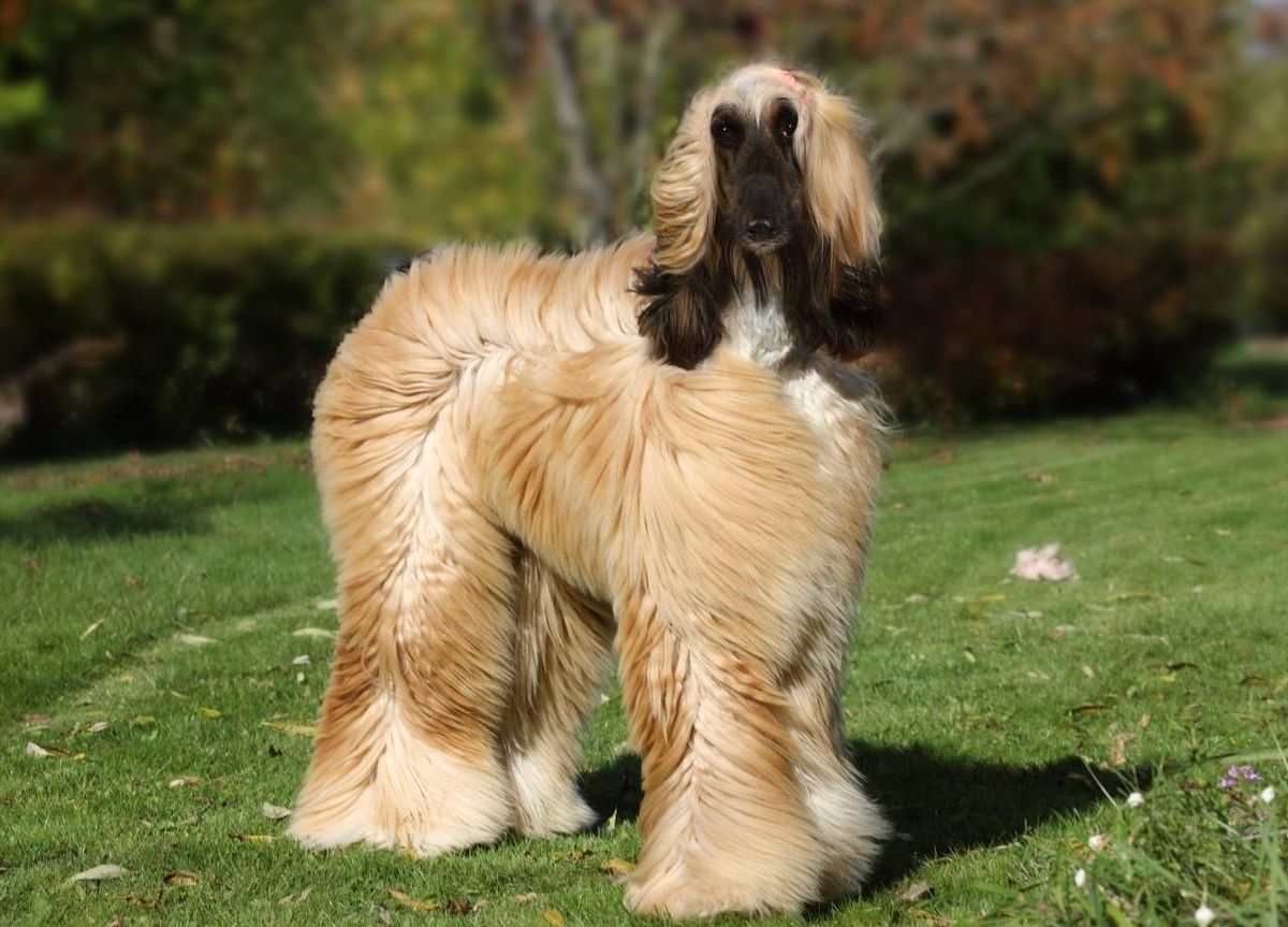 El galgo afgano o Afghan Hound es una de las razas de perros más antiguas que se conocen.