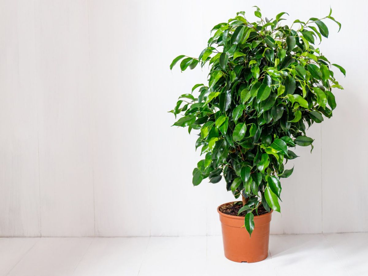 Ficus benjamina.