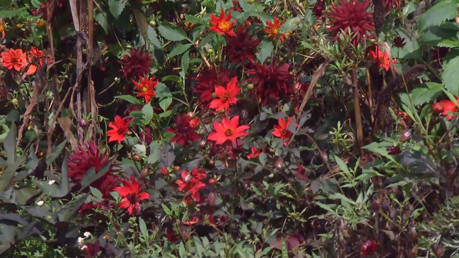 Decogarden 668 identificar dalias xl