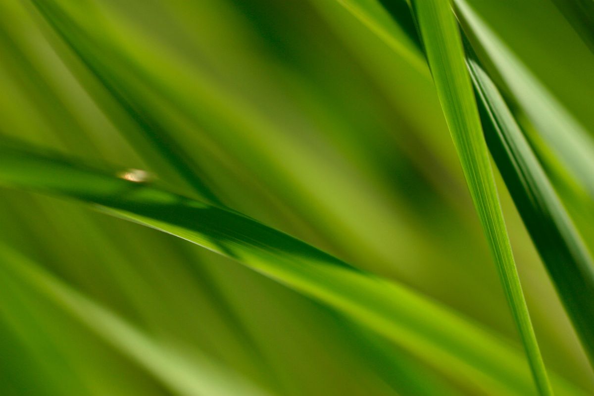 Plantas de hojas espadiformes