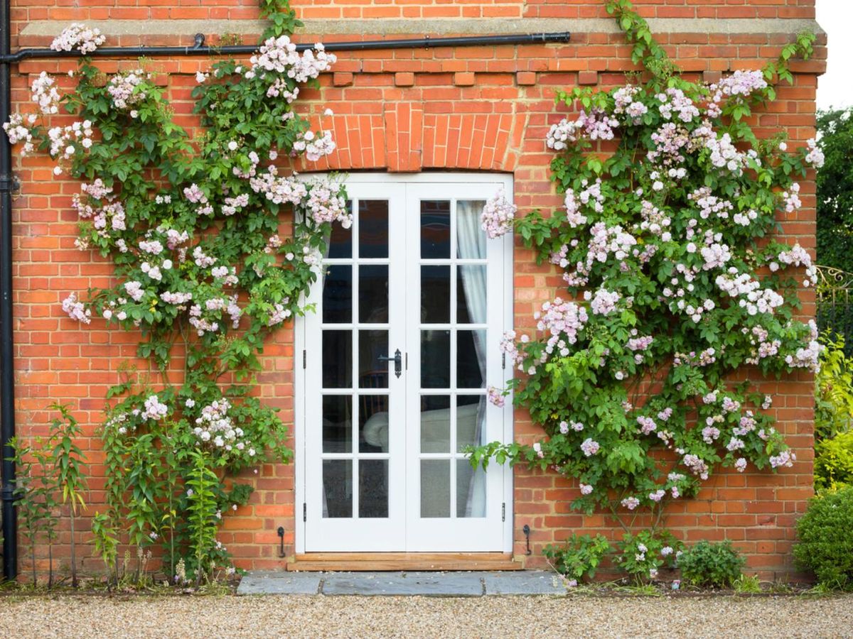 Rosal trepador en la fachada de una casa.
