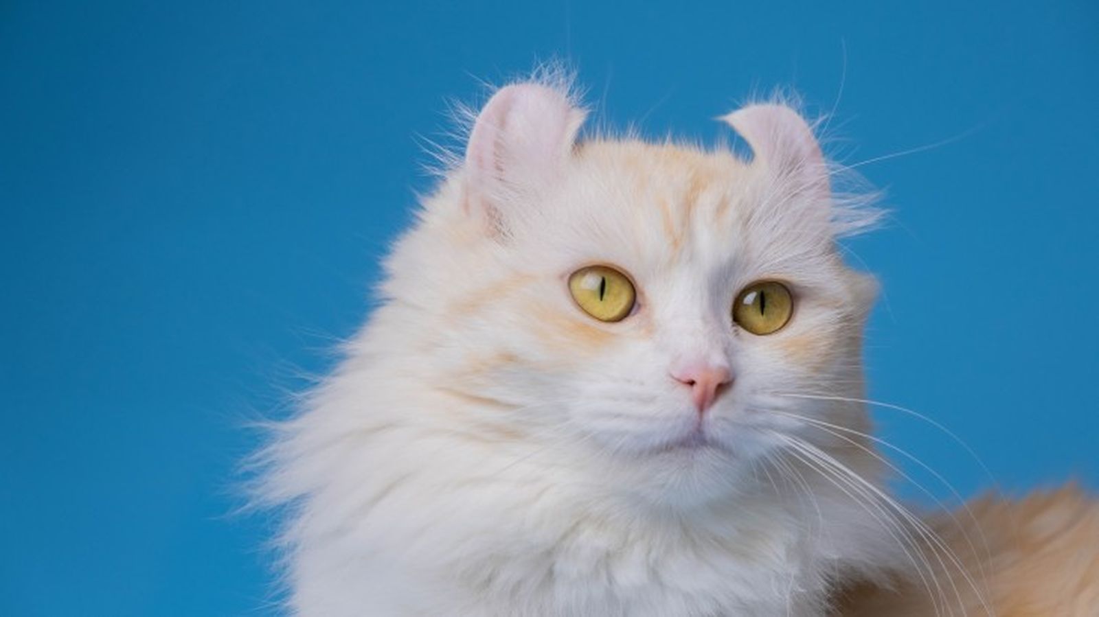 razas de gatos blancos american curl