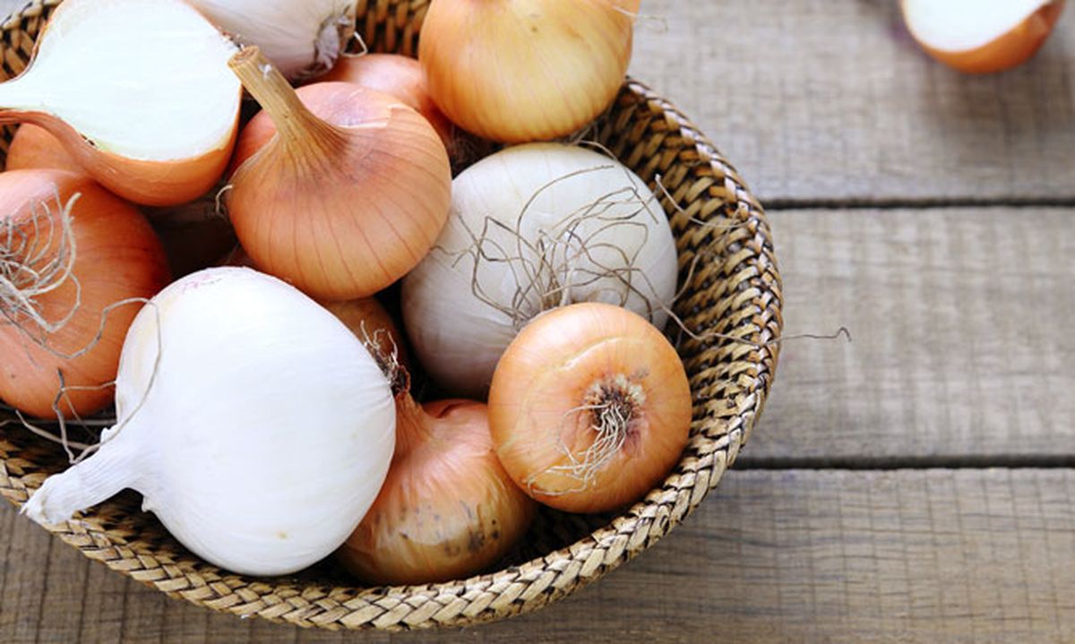 5381 nutricion ainhoa cebollas xl