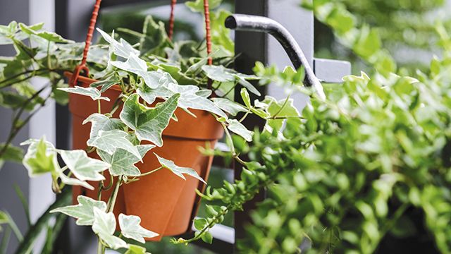 hiedra balcon otono