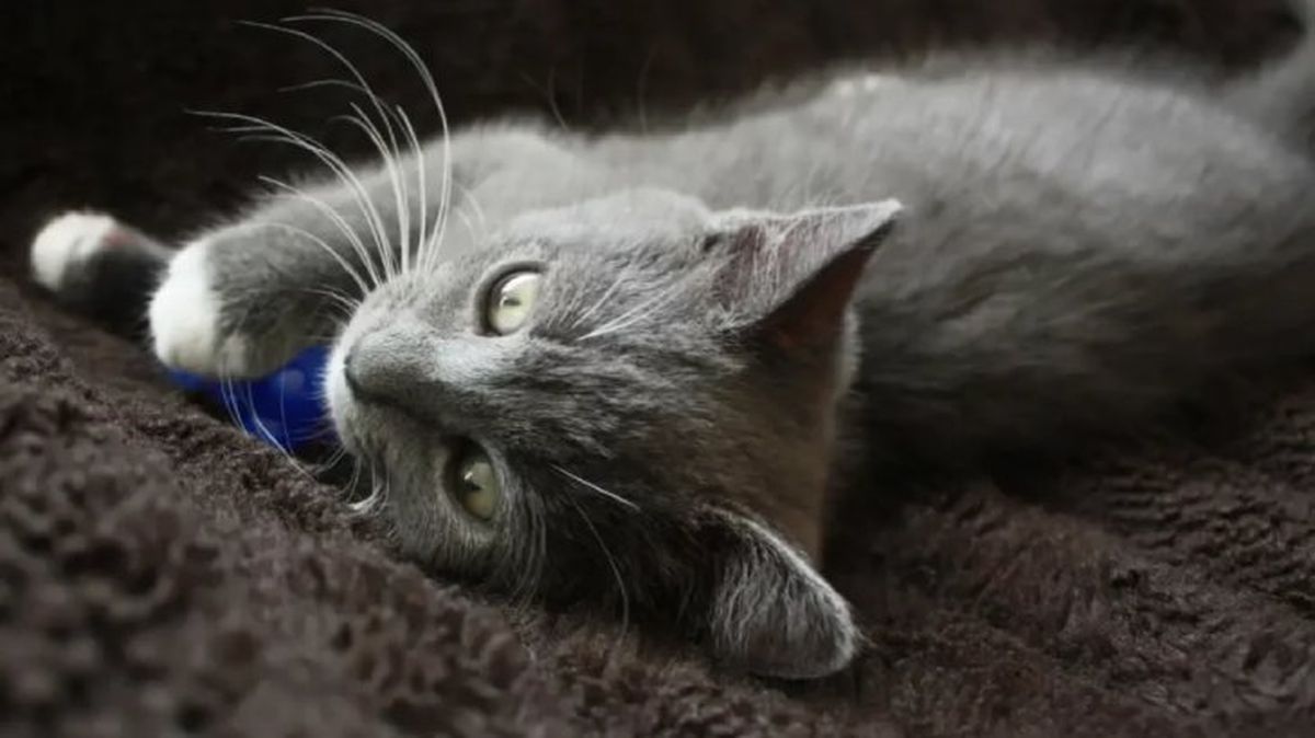 epilepsia en gatos 5