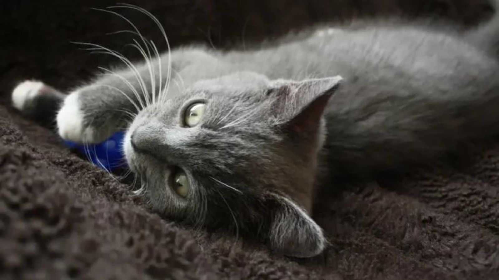 epilepsia en gatos 5