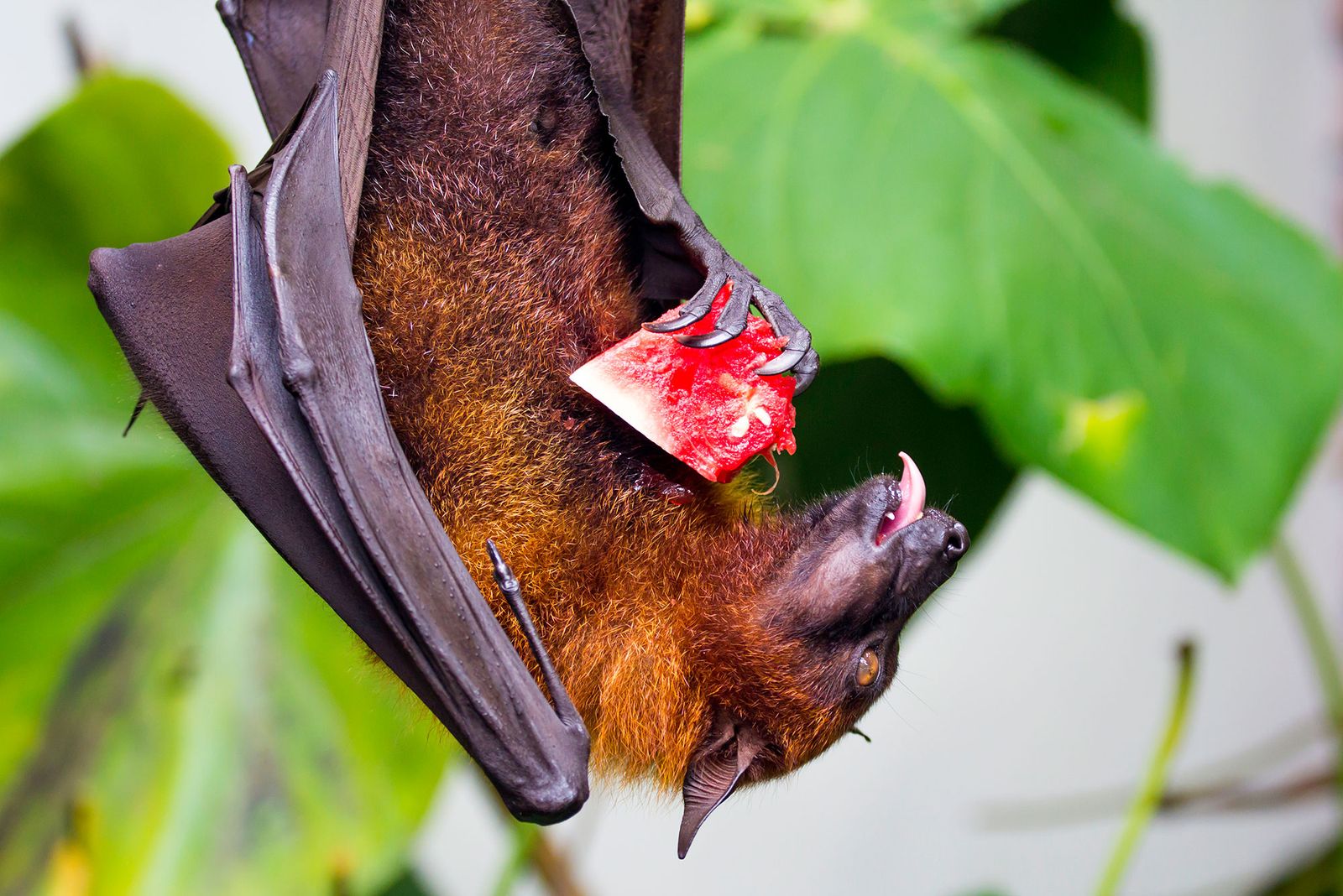 animales murcielagos 7