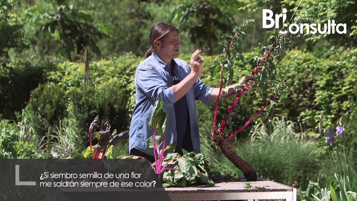 brico 967 briconsejo jardineria semillas color plantas xl