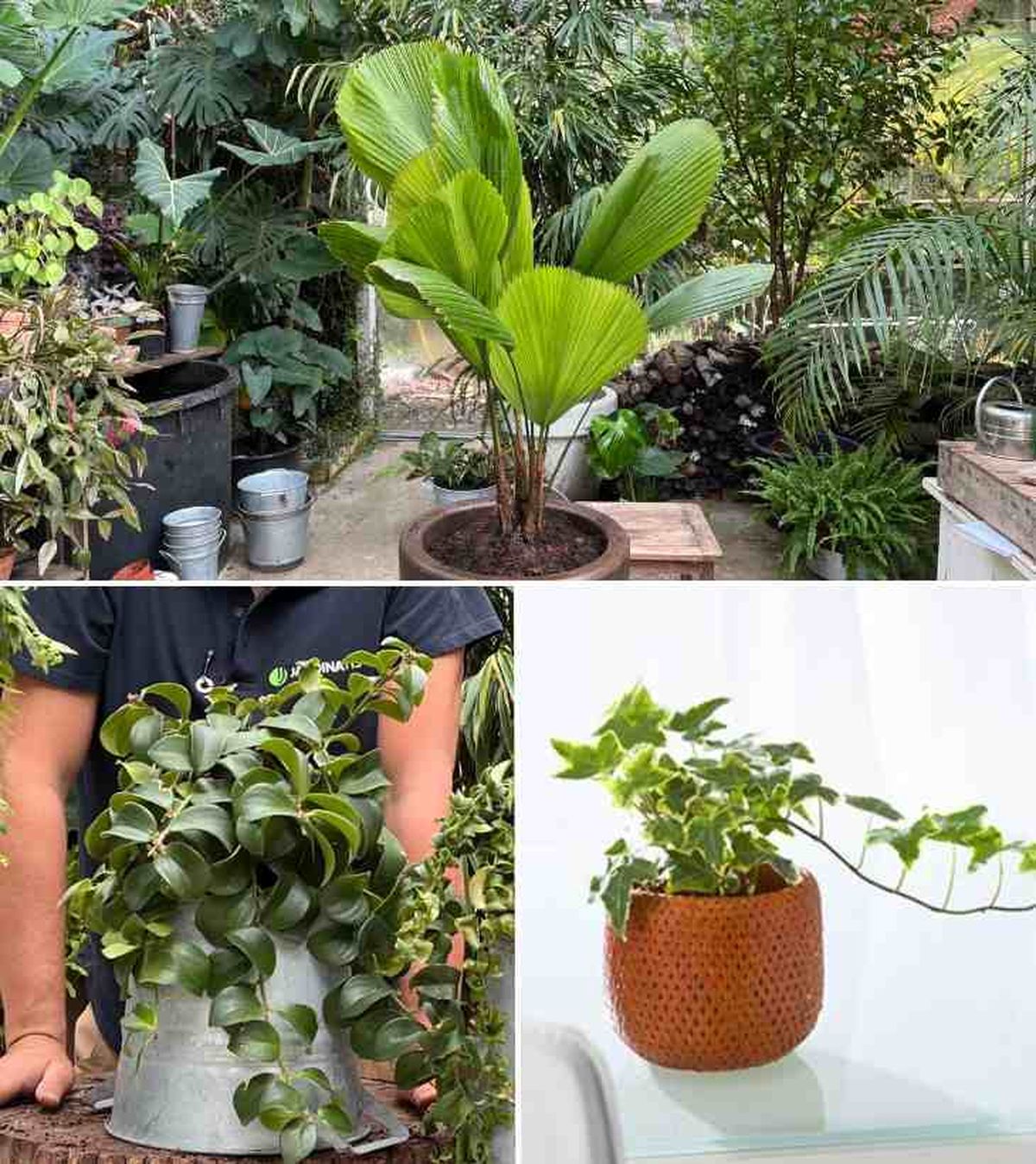 plantas aesthetic licuala grandis planta pintalabios hiedra