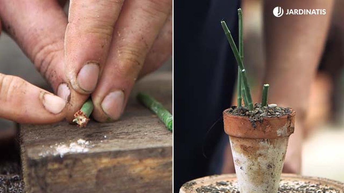 como reproducir por esqueje la euphorbia tirucalli jardinatis 20