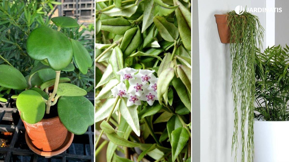 Hoya kerrii Hoya bella Hoya linearis