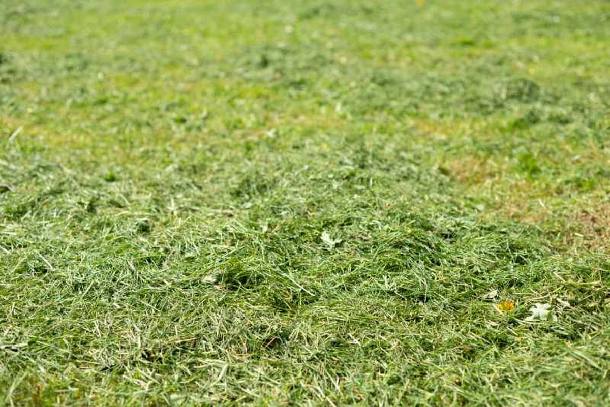 En otoño, los restos de hierba pueden convertirse en materia orgánica muy beneficiosa