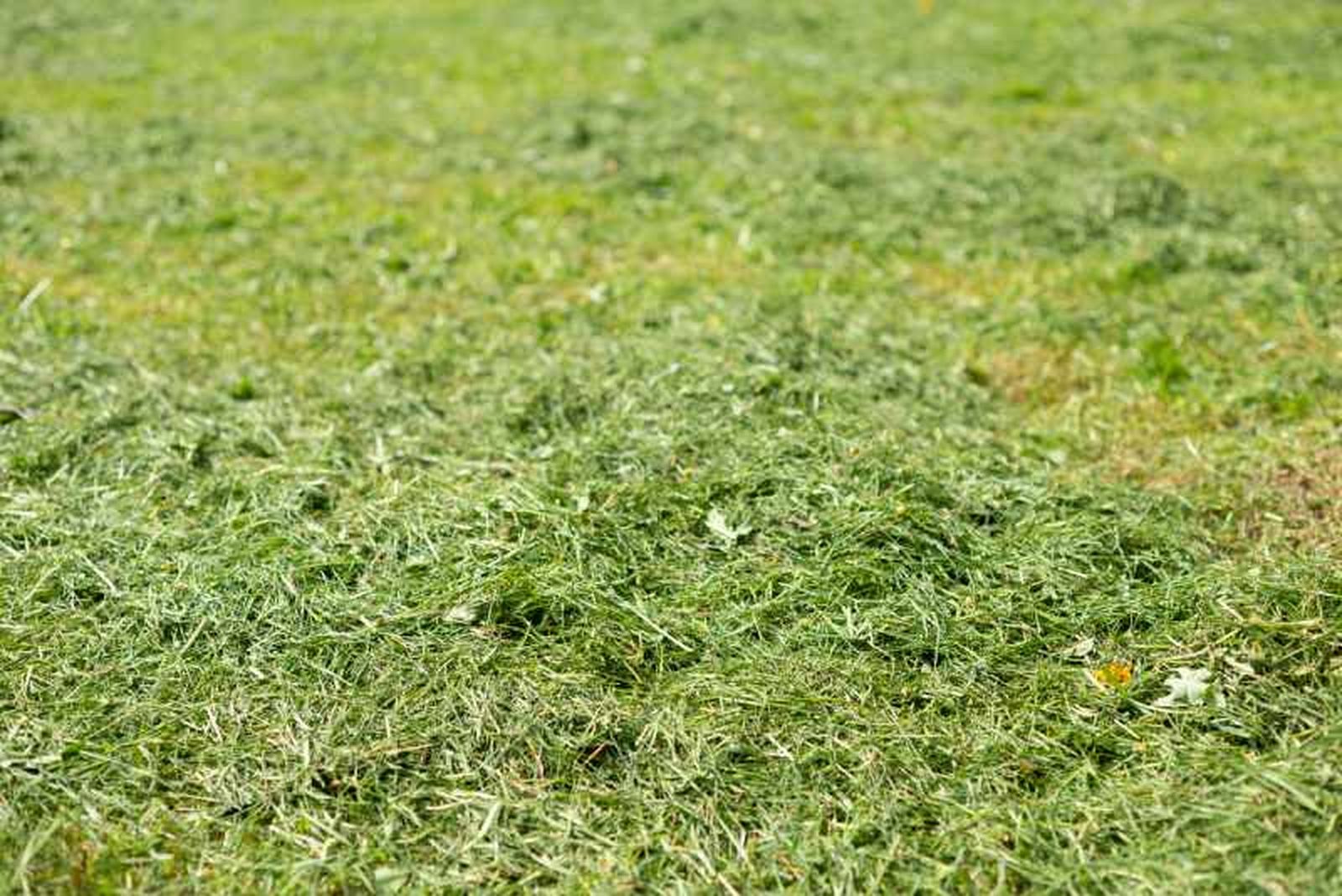 En otoño, los restos de hierba pueden convertirse en materia orgánica muy beneficiosa