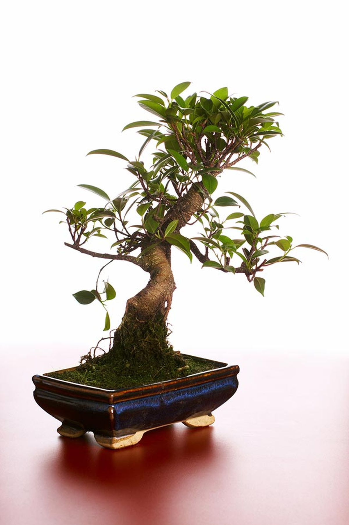 bonsai ficus
