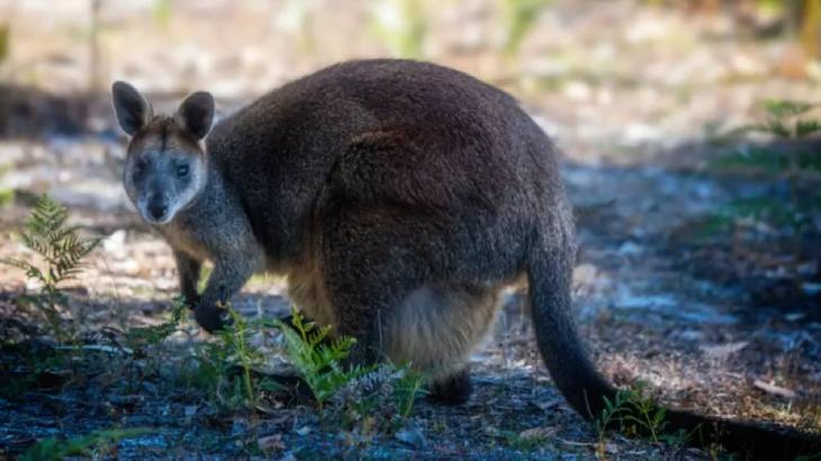 animales australianos ualabi (1)