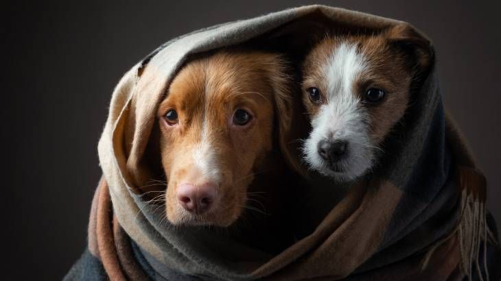 puede perros oler miedo sintomas