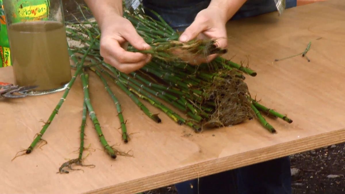 deco 651 restio planta rustica consejo reproducir cola caballo