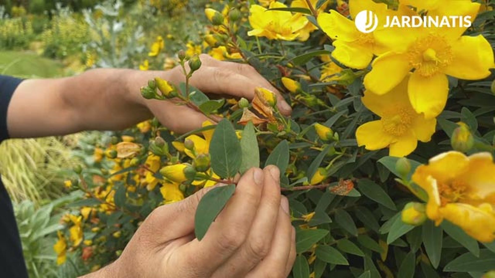 capullos de flor de Hypericum calycinum jardinatis