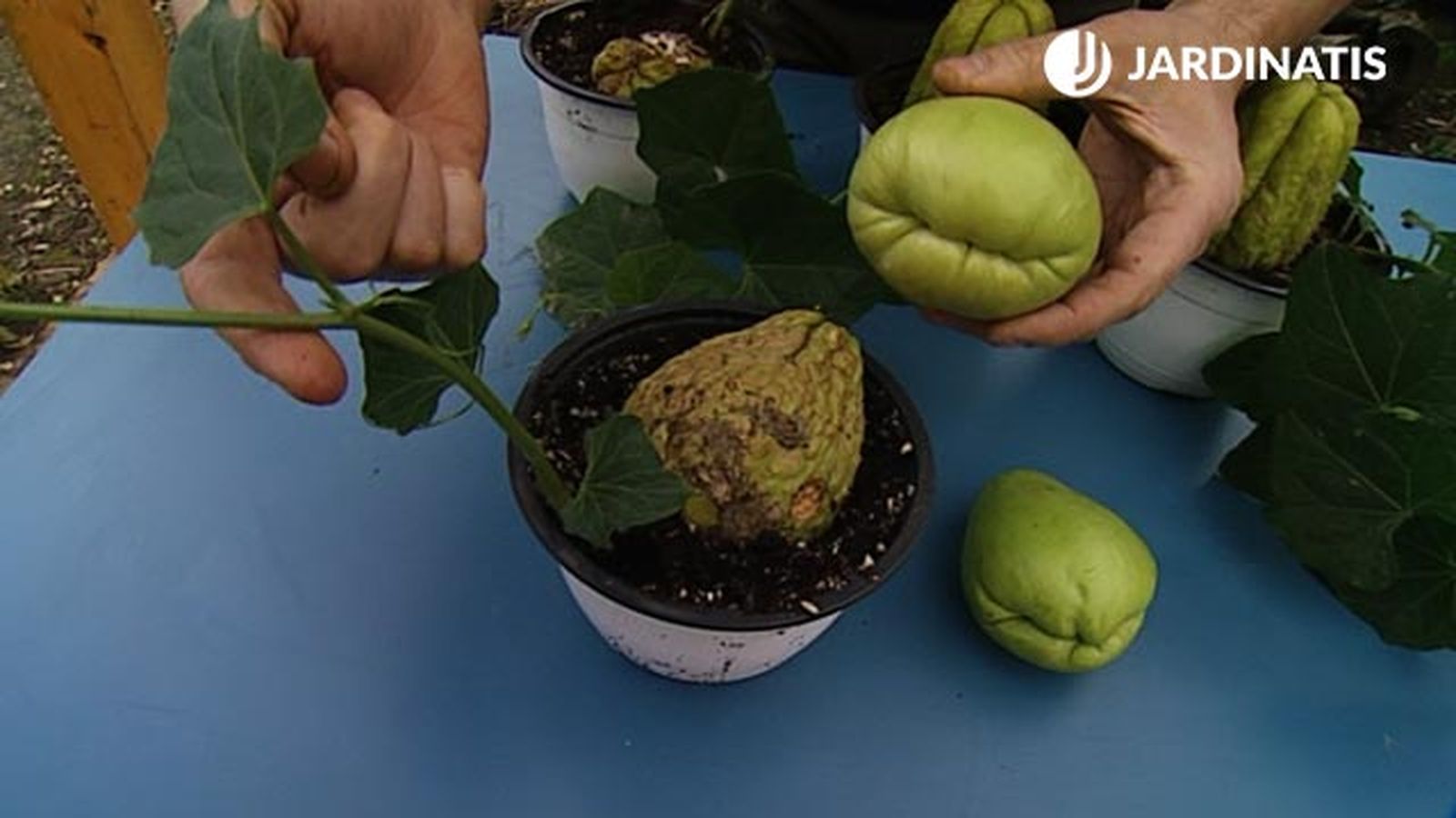 zarcillos del chayote brico 604 jardin