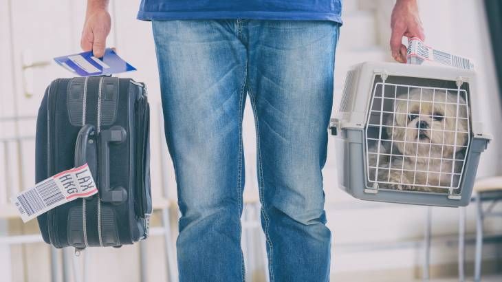 planificar viaje con mascotas consejos