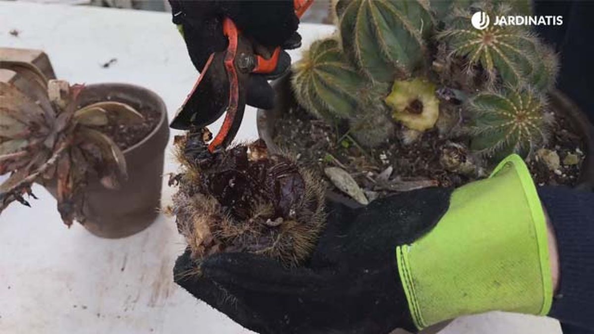 Hijuelo de cactus podrido