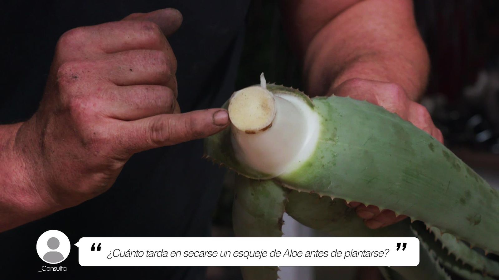 brico 1005 jardin tiempo secar esqueje aloe vera xl