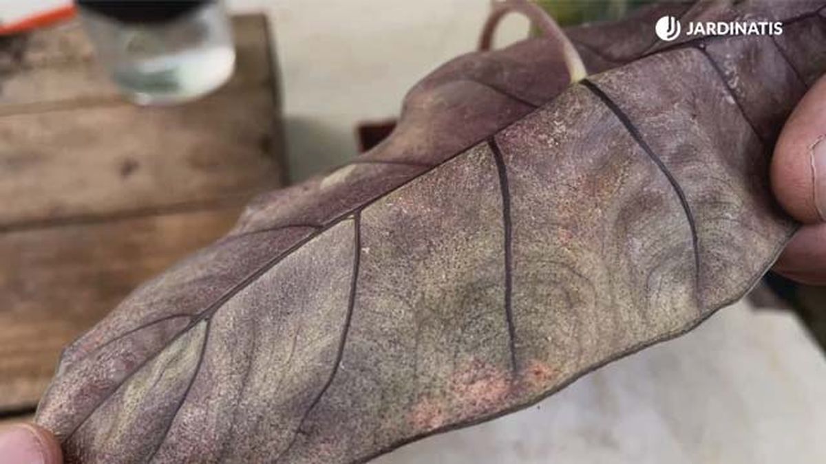 Araña roja en orejas de elefante.