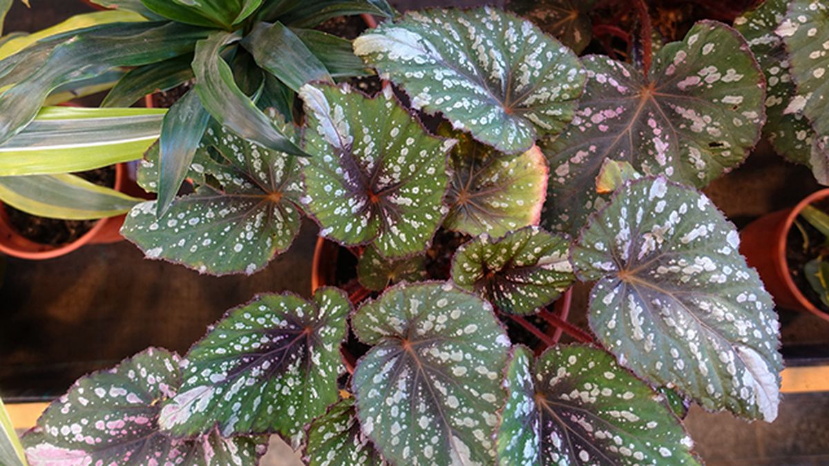 cuidados de la begonia rex