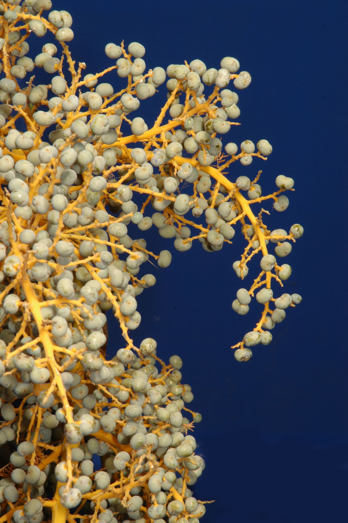 Reproducción de palmeras paso 1