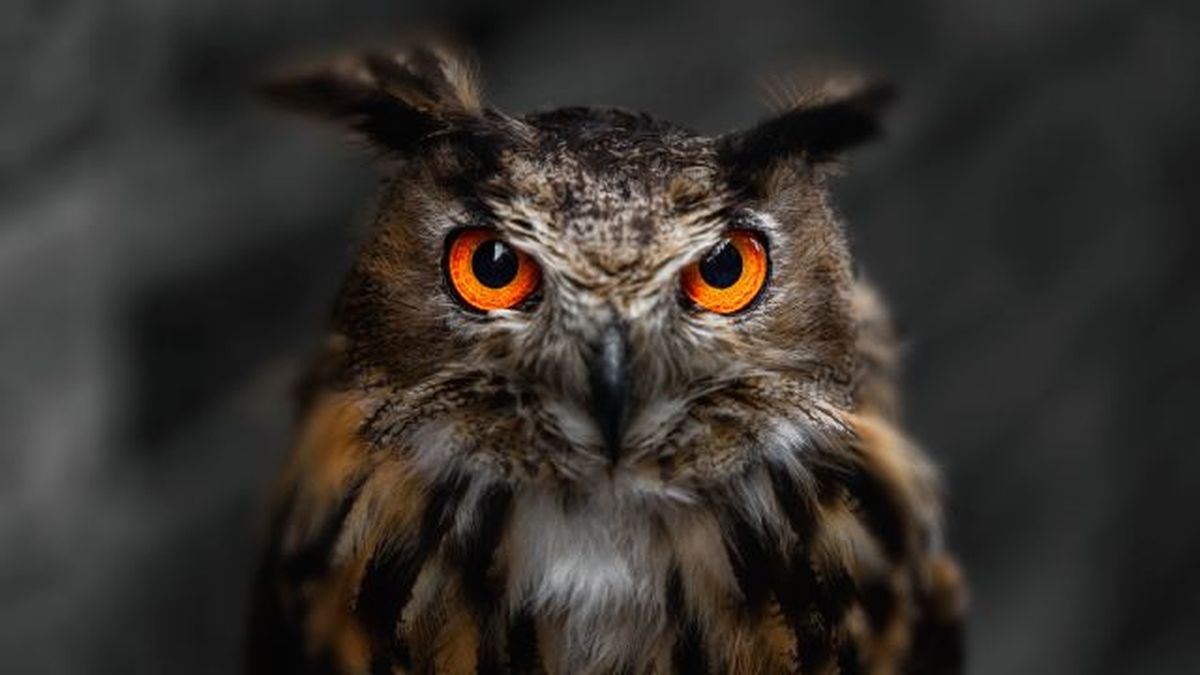 buhos como mascota 6