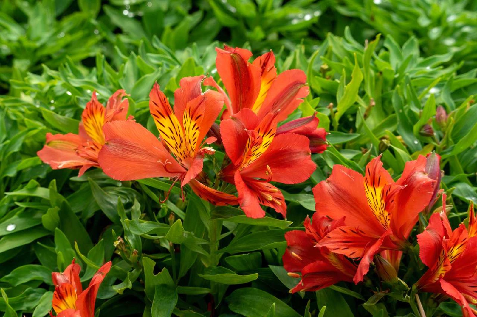 Alstroemeria o lirio de los incas