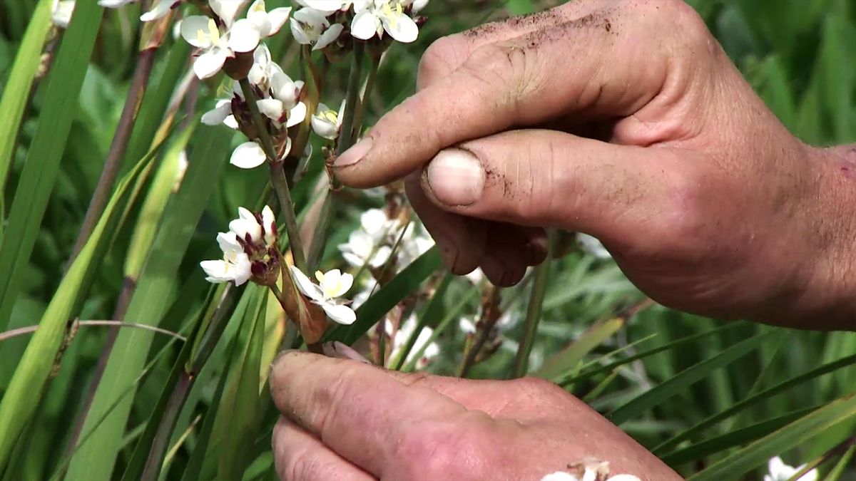 deco 736 jardineria libertia flores