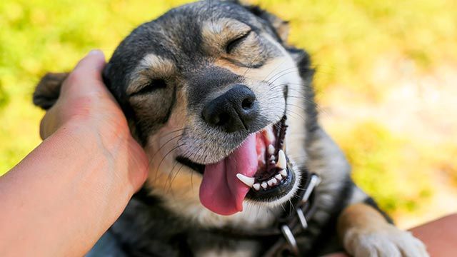 perro mimoso