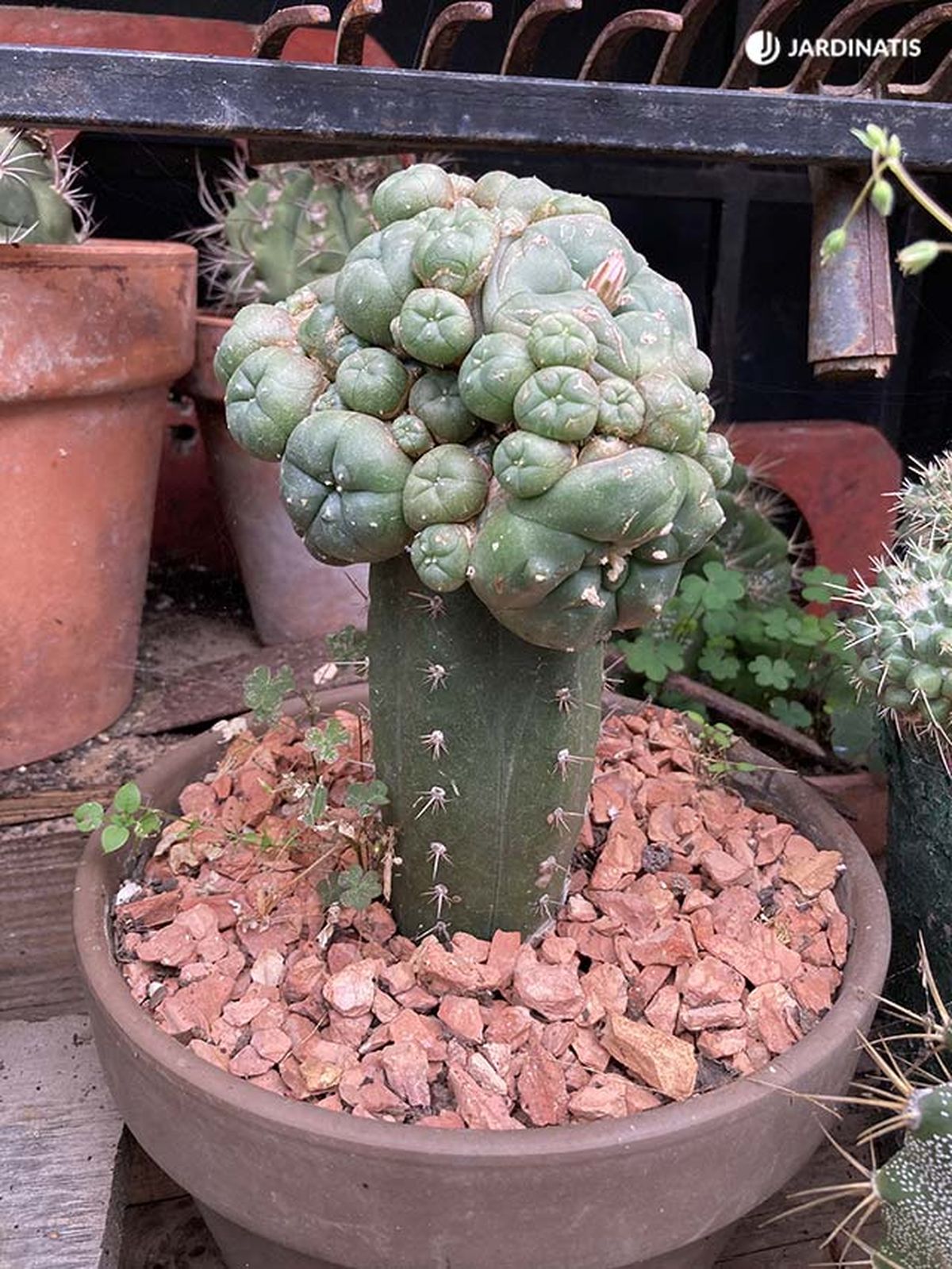 cactus injertado
