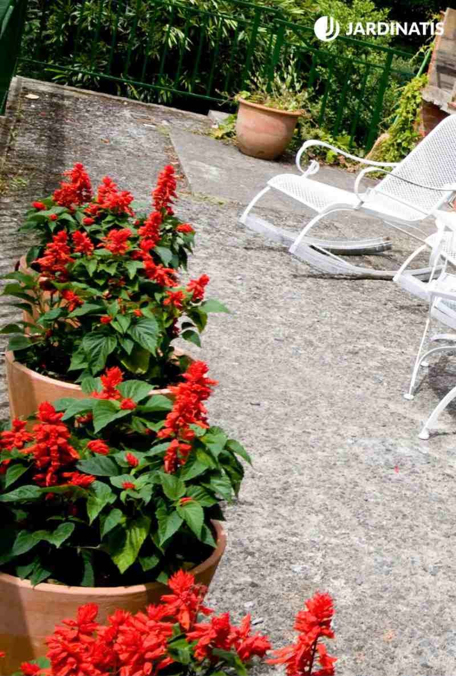 Salvia splendens