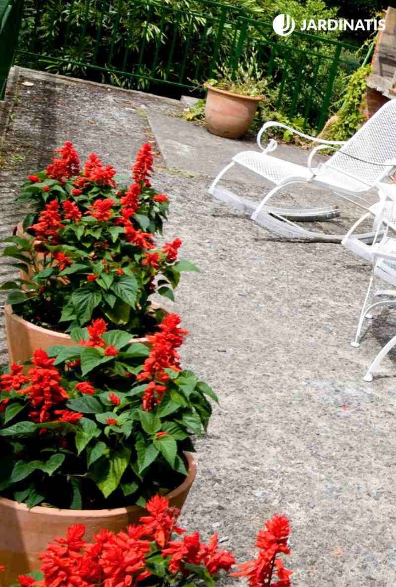Salvia splendens