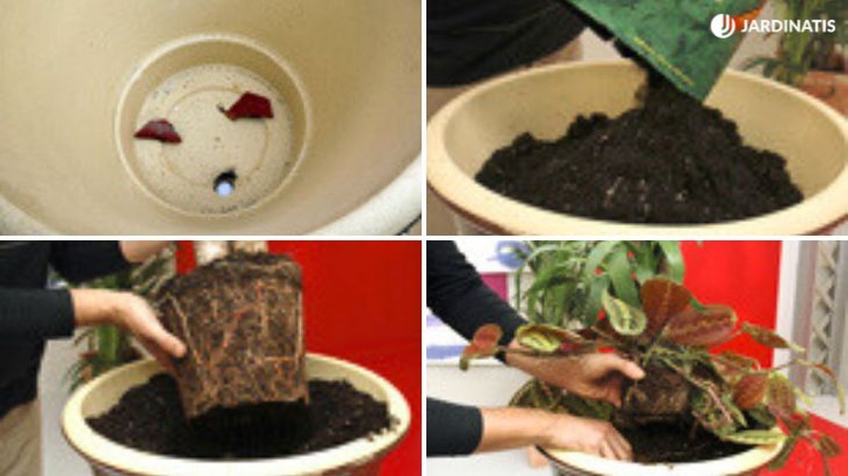 plantacion de yucca en maceta deco071