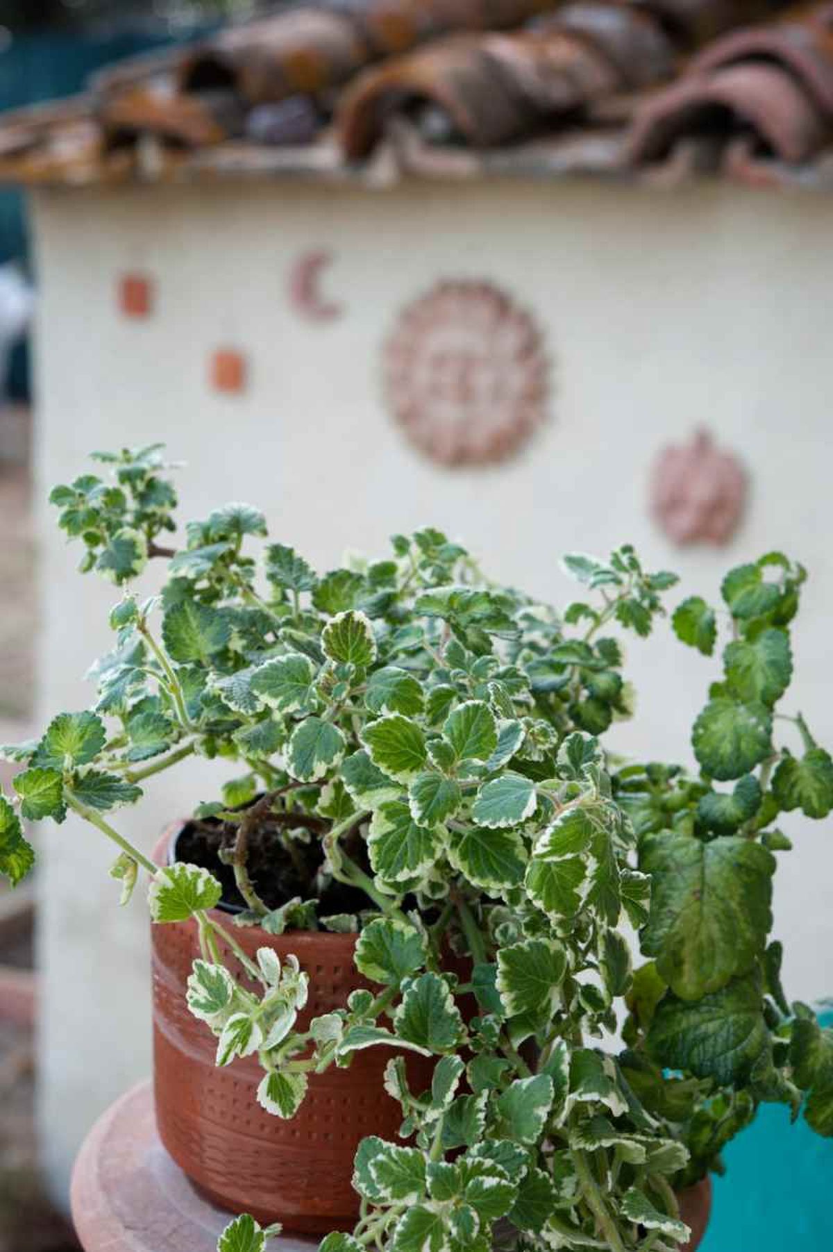 El Plectranthus coleoides es sensible a las bajas temperaturas