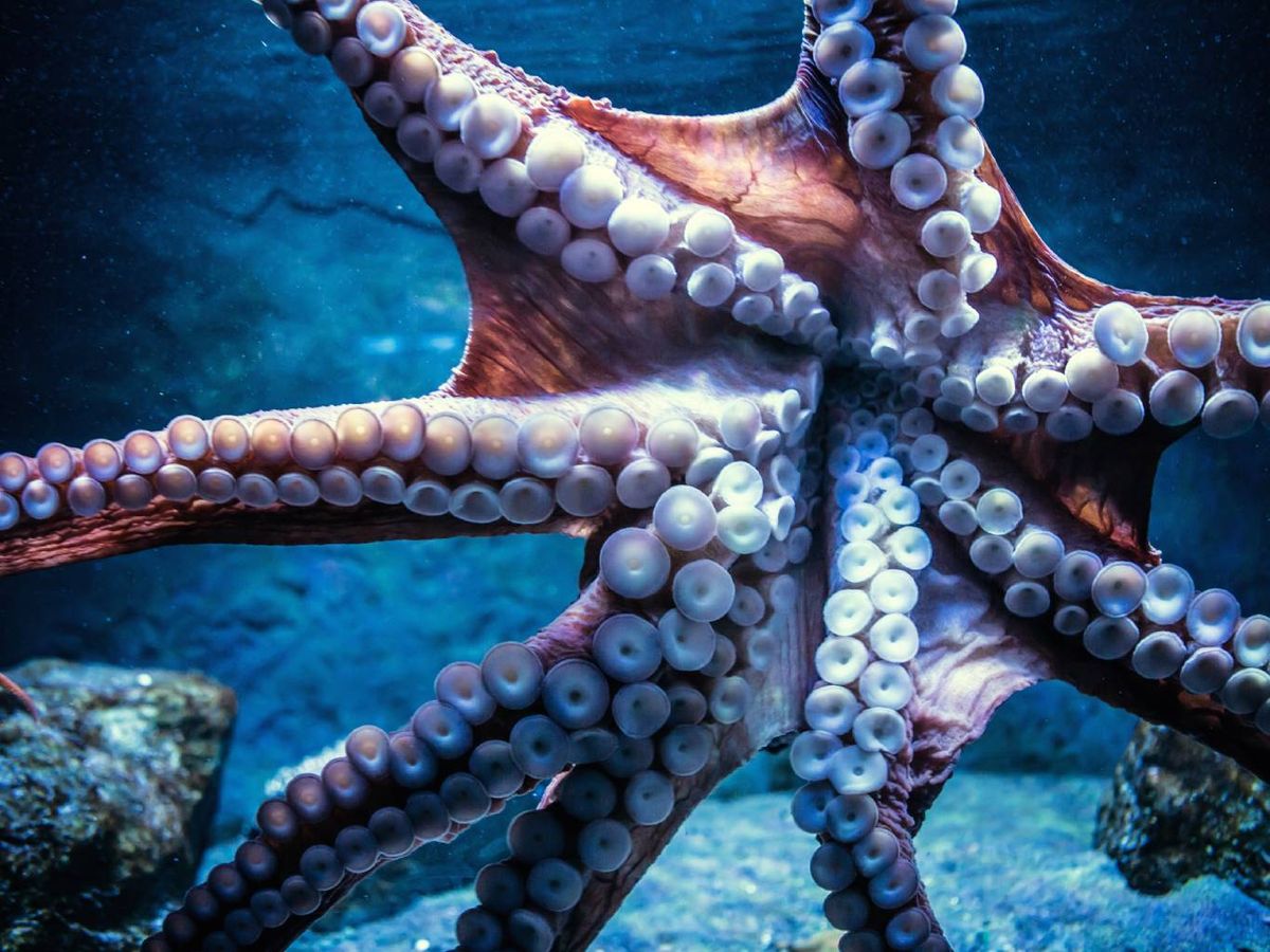 No tienen un solo corazón, sino 3 corazones.