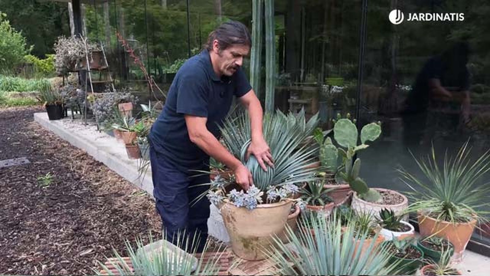 plantacion yucca rostrata graptopetalum jardinatis 22 9
