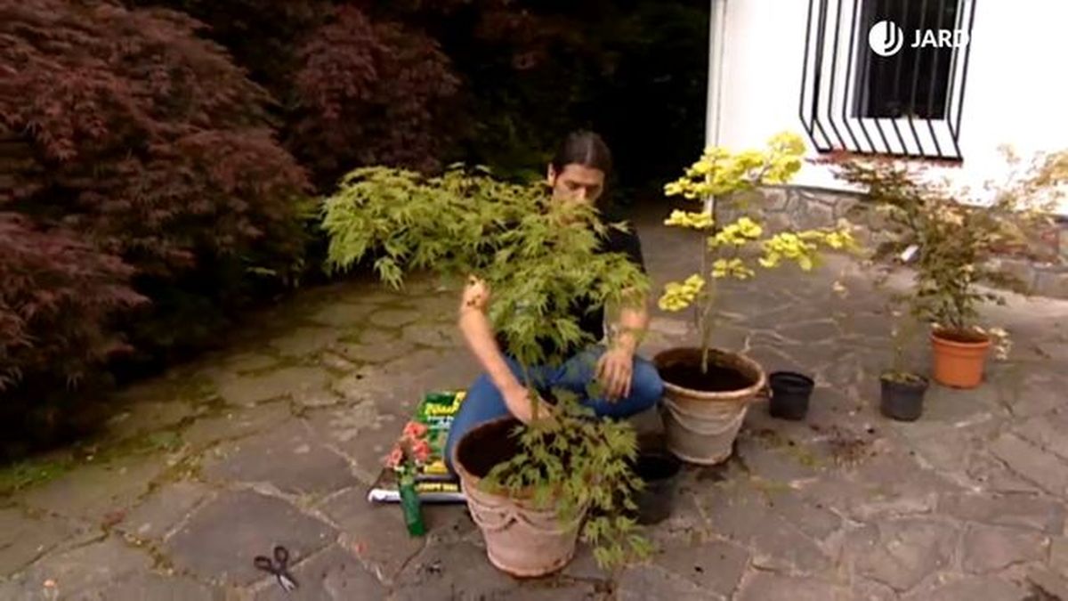 arce japones en maceta brico 617